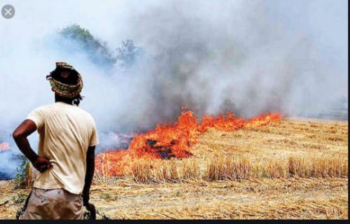 गोंडा करनैलगंज धान के खेतों में अब पराली या कूड़े जलाने पर सीधे एफआईआर दर्ज होगी।। रिपोर्ट :- पंकज कुमार सिंह।