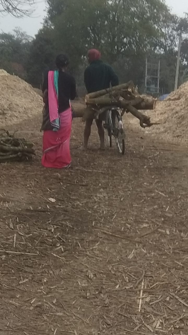 वन विभाग के लापरवाही से धड़ल्ले मे हो रही है हरे पेड़ की कटाई