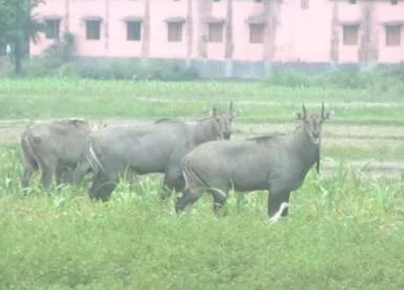 23 जनवरी से नीलगायों व जंगली सूअरों को मारने का सिलसिला शुरू होगा.