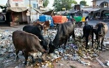 उत्तर प्रदेश में सड़कों पर बेसहारा घूमने वाले गौवंश के अच्छे दिन जल्द