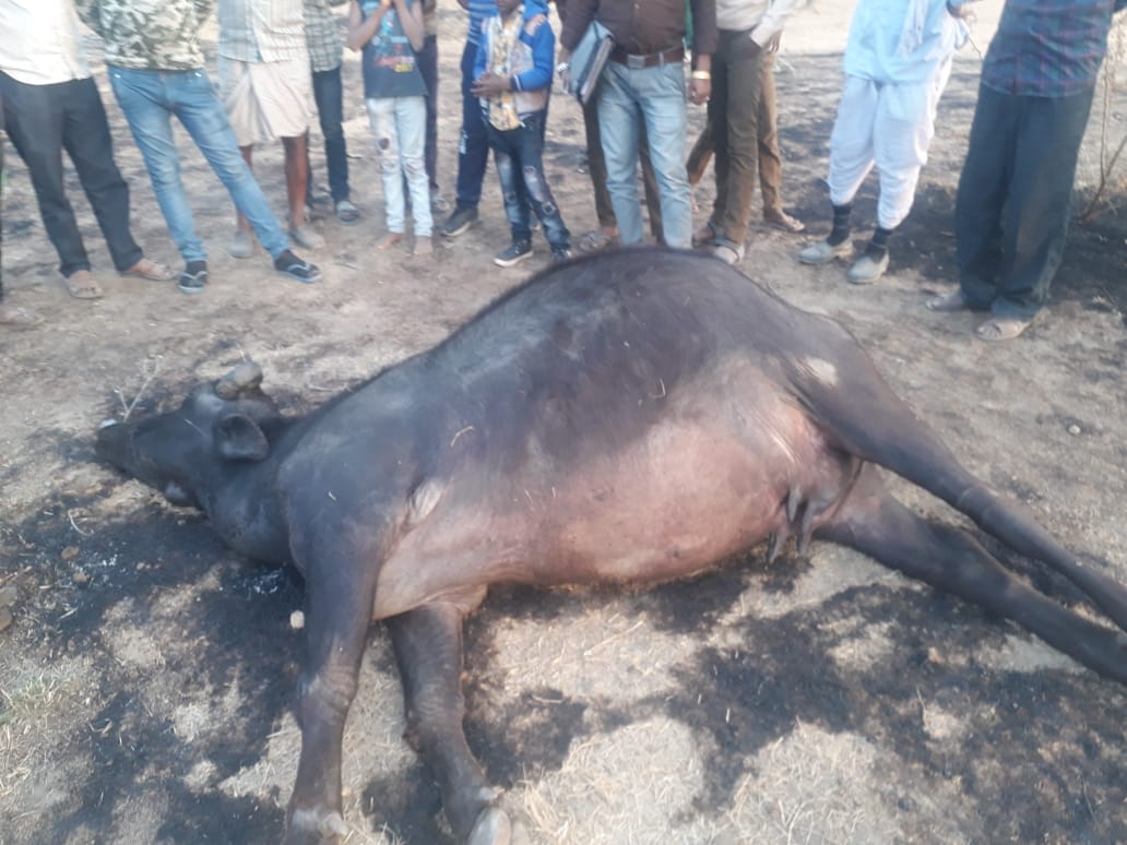 भीलवाड़ा मांडल( महावीर मेघवंशी)विधानसभा क्षेत्र के भालड़ी खेड़ा[27/1, 7:42 pm] Mahaveer Parsad: मांडल (महावीर मेघवंशी) भालड़ी खेड़ा ग्राम बिजली के तारों में स्क्रीनशॉट से