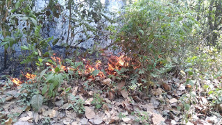 बगहा।मदनपुर जंगल मे लगी भीषण आग, लाखों का वन संपदा जलकर हुआ राख 