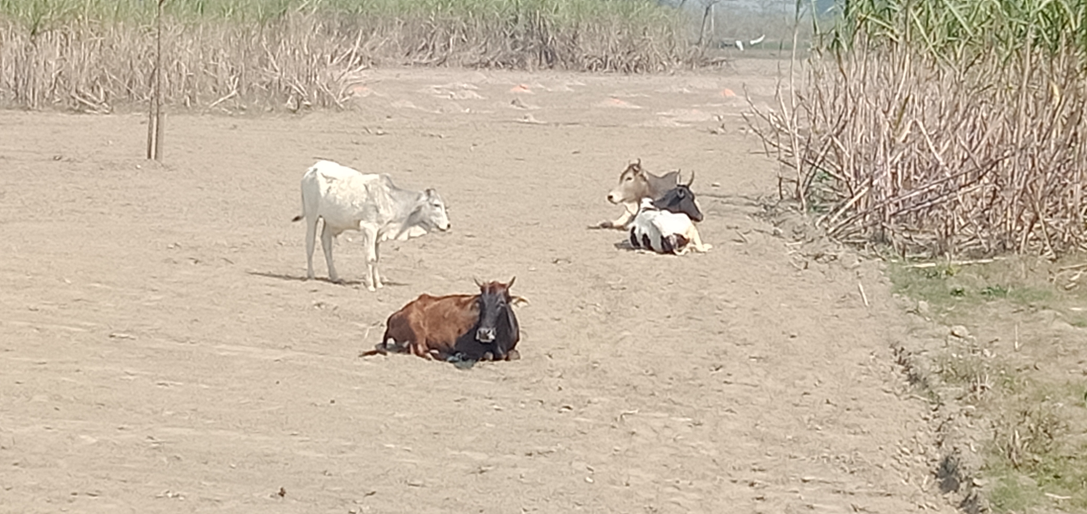 आवारा पशुओं की समस्या से जूझ रहा क्षेत्र का गरीब किसान