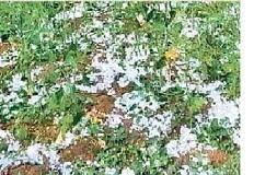 भागलपुर समेत कई जिलों में बारिश, ठनका से 5 की मौत