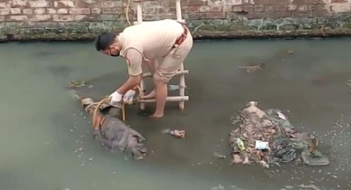 गोमतीनगर के विराम खण्ड में राम भवन गेस्ट हाउस के सामने नाले में मिली युवक की लाश|।।।नसीम खान।।।।