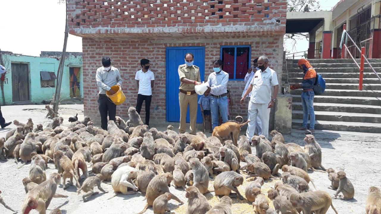 कोतवाली प्रभारी चंद्रकांत सिंह बेजुबान जानवरों को दाना खिलाते हैं