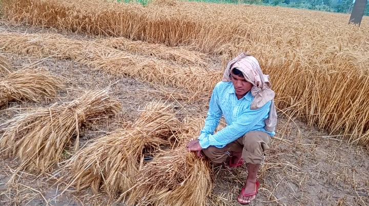 बारिश ने बढ़ाई किसानों की चिंता किसानों के चेहरे मुरझाए