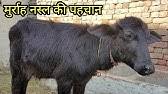 में अपनी पर आया तो भौकाली  सफेदपोशों का चीर हरण तय