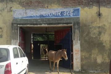 जेल में बंद 8 गधों को 4 दिन बाद जमानत, जानिए क्‍या था जुर्म