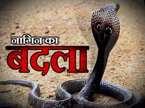 नाग मारने से गुस्साई नागिन का इंतकाम,,अब तक 26 को डसा।