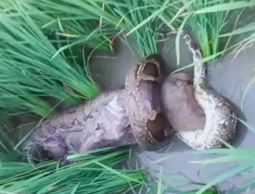 विशालकाय अजगर ने बनाया बेजुबान को अपना निवाला।