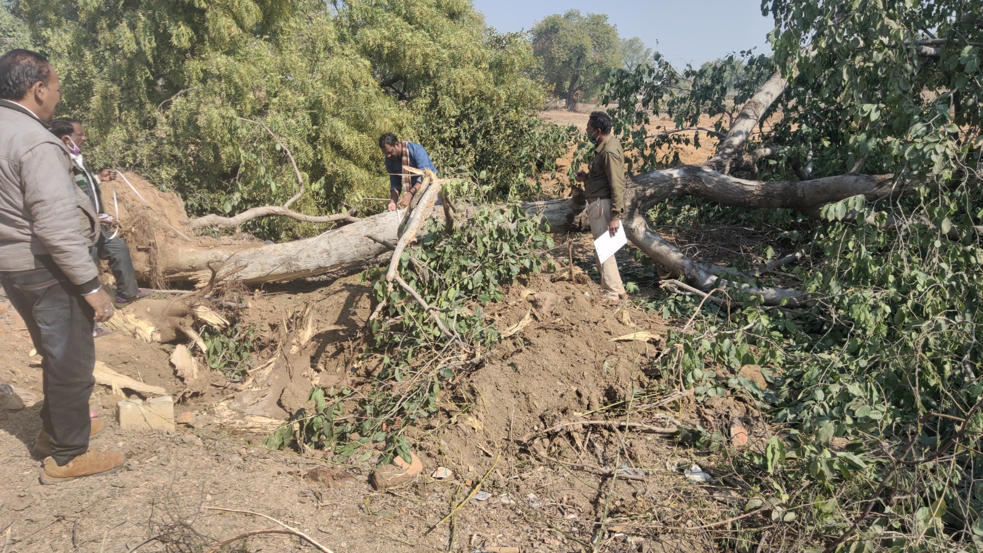 प्लाटिंग की नियत से खेला जा रहा पर्यावरण के साथ खेल , हरे भरे वृक्षों को कर दिया गया जेसीबी से धराशायी 