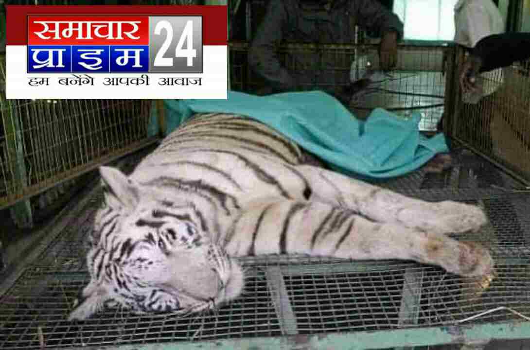 न्यूज रीवा -हम सब के बीच नही रहे व्हाइट टाईगर गोपी।