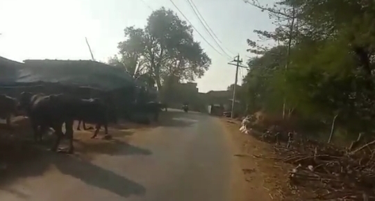 ग्राम बडगांव में हादसे के बाद भी नहीं लिया सबक, सडक़ों पर बांध रहे मवेशी 