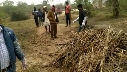 सवाई माधोपुर जिले के चौथ का बरवाड़ा क्षेत्र में 7 राष्ट्रीय पक्षी  मोर एवं एक कबूतर सहित कुल 8 पक्षी बने काल का ग्रास, बर्ल्ड फ्लू की की आशंका से इनकार नहीं