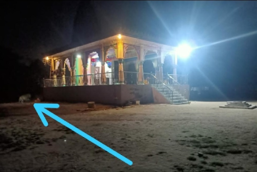 वन विभाग ने अहमदाबाद में पैंगोलिन देखे जाने की चेतावनी दी