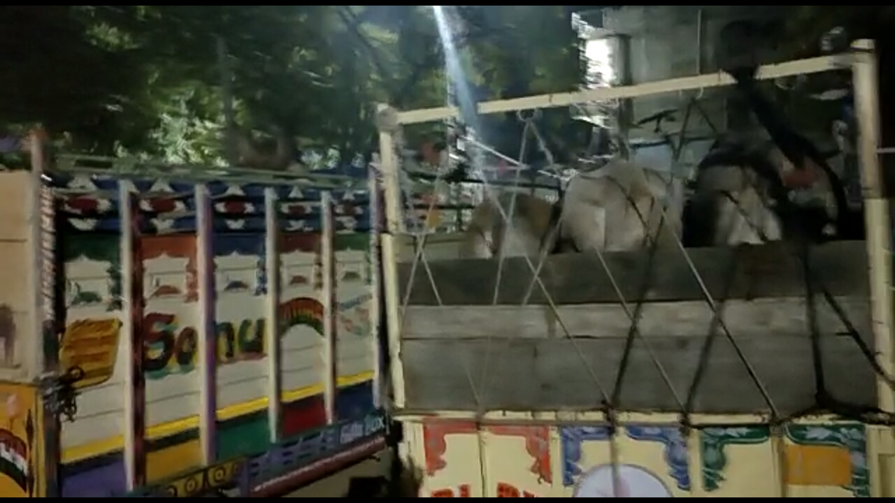 शिवपुरी जिले के बैराड़ थाने ने पुलिस ने गौवंश से भरी दो मेटाडोर पकड़ी, 4 आरोपी गिरफ्तारl*