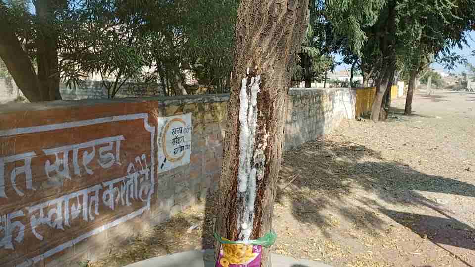 खारडा में चर्चा का विषय बना रहा नीम के पेड़ में से दूध निकलना 