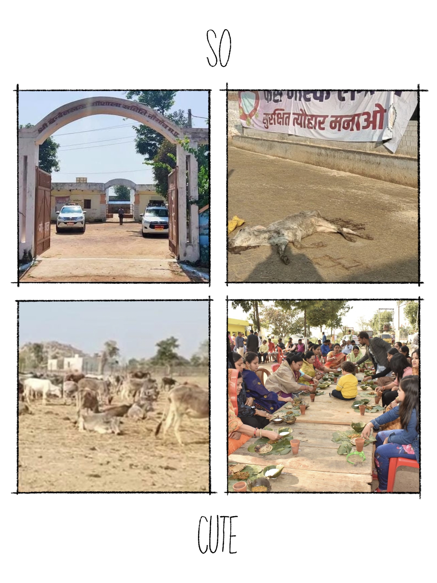 बुंदेलखंड गौशाला में व्यवसायिक खेती जोरों पर। गायों के खाने पीने की नहीं समुचित व्यवस्था । गौशाला मे भूख और देखरेख के अभाव में आए दिन तड़प तड़प कर दम तोड