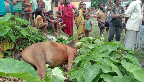 बहराइच विद्युत पोल से उतरा करंट घोड़ा की मौत।