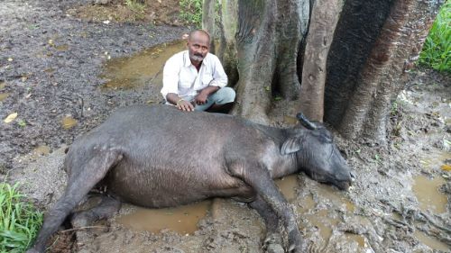 आकाशीय बिजली गिरने से एक मवेशी की मौत औरत घायल