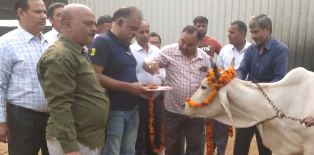 गौमाता का किया पूजन ।