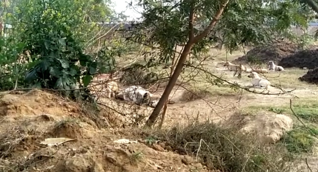 खैर तहसील क्षेत्र के गांव कुंजगढी पला वीरान में गौशाला में मृत गोवंश को खा रहे हैं कुत्ते