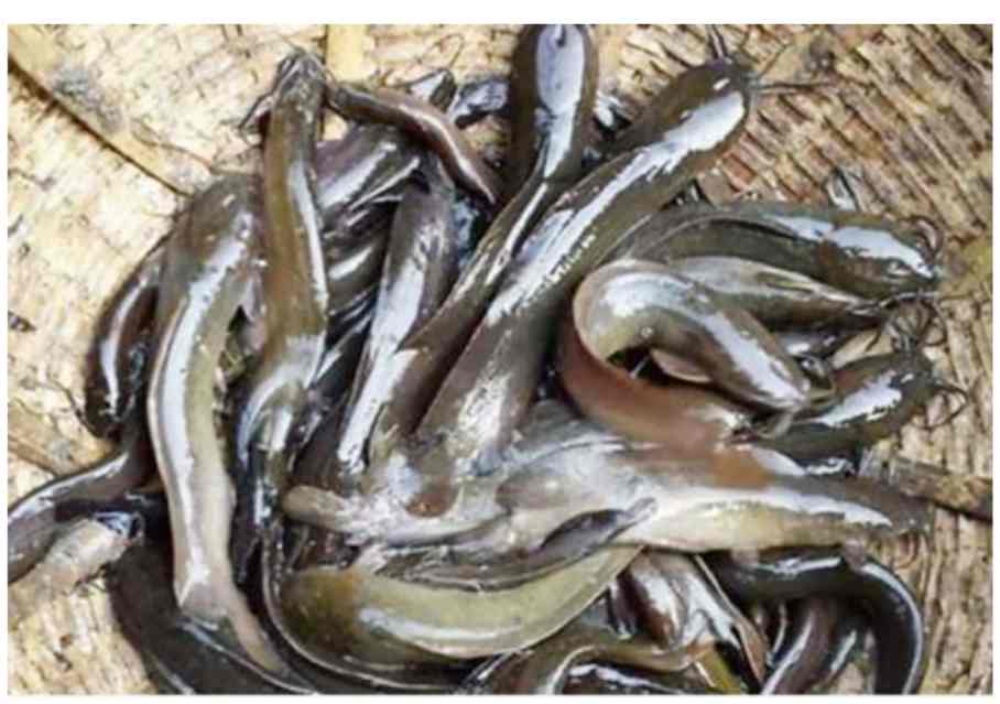 फर्रुखाबाद : कैंसर जैसी बीमारी को जन्म देने वाली प्रतिबंधित मांगुर मछली धड़ल्ले से बिक रही बाजार में