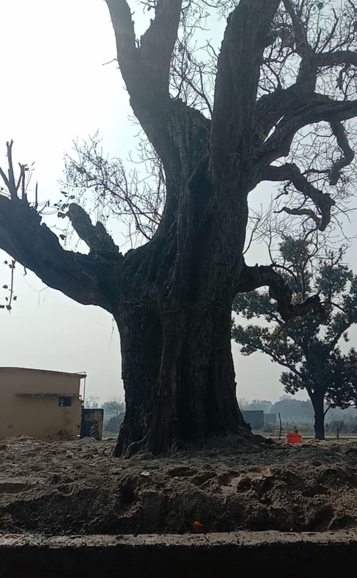 महसी विधायक सुरेश्वर सिंह के प्रयास से तीन सौ वर्ष पुराने प्राचीन कुसुम के पेड़ का चबूतरा निर्माण कार्य तेज।