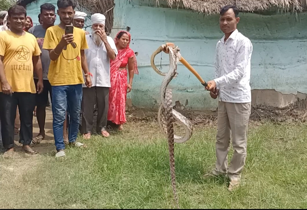 घर में घुसा रसल वाइपर सांप, वन कर्मियों ने किया रेस्क्यू।