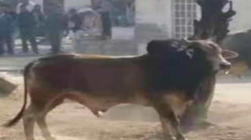 सांड के हमले में किसान घायल, सीएचसी में भर्ती।