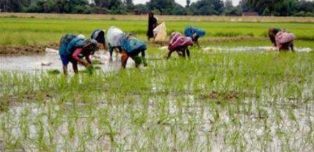 बरसात में किसानों ने धान की रोपाई की तेज