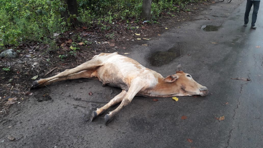 विद्युत विभाग की घोर लापरवाही से एक गाय की मौत*   