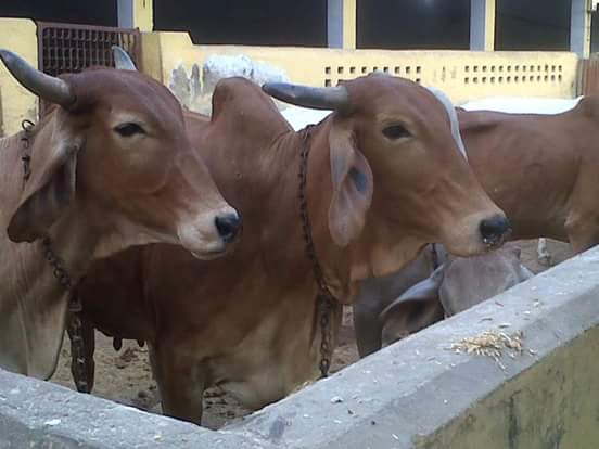  सरकार की गायों का आधार कार्ड बनाने की योजना 